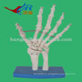 HR-114 VIvid modelo de mano de esqueleto de tamaño natural, mano de esqueleto anatómico